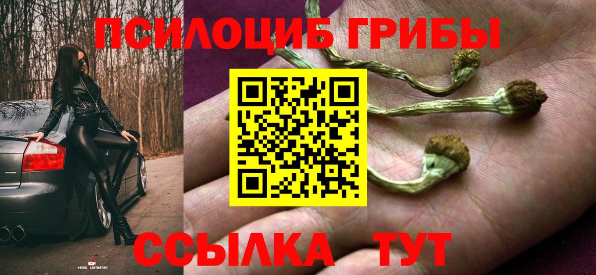 Псилоцибиновые грибы Cubensis Саранск